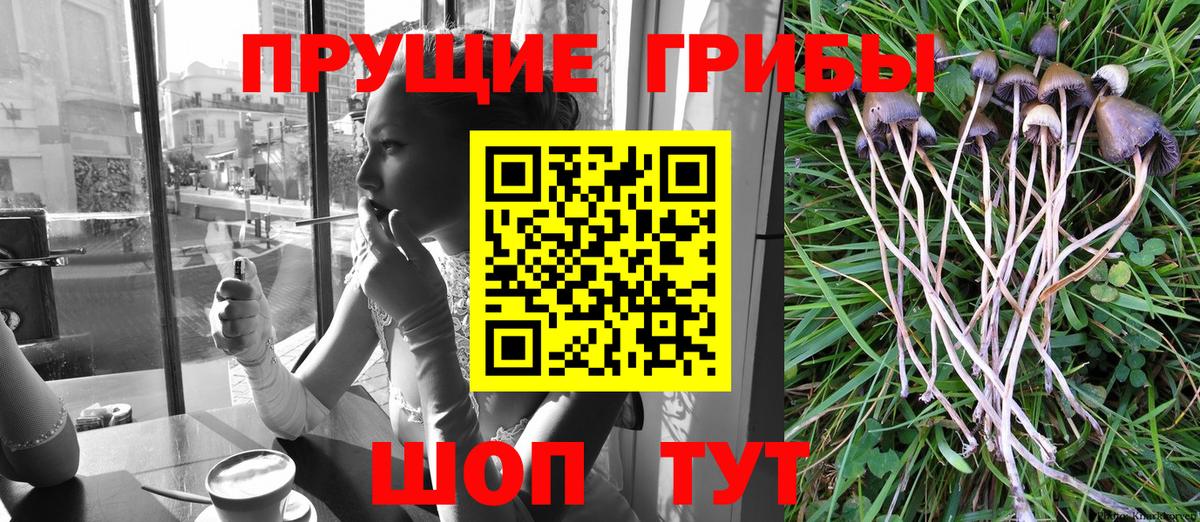 купить наркотики цена  Вход с VPN  Чернушка  Галлюциногенные грибы MAGIC MUSHROOMS 